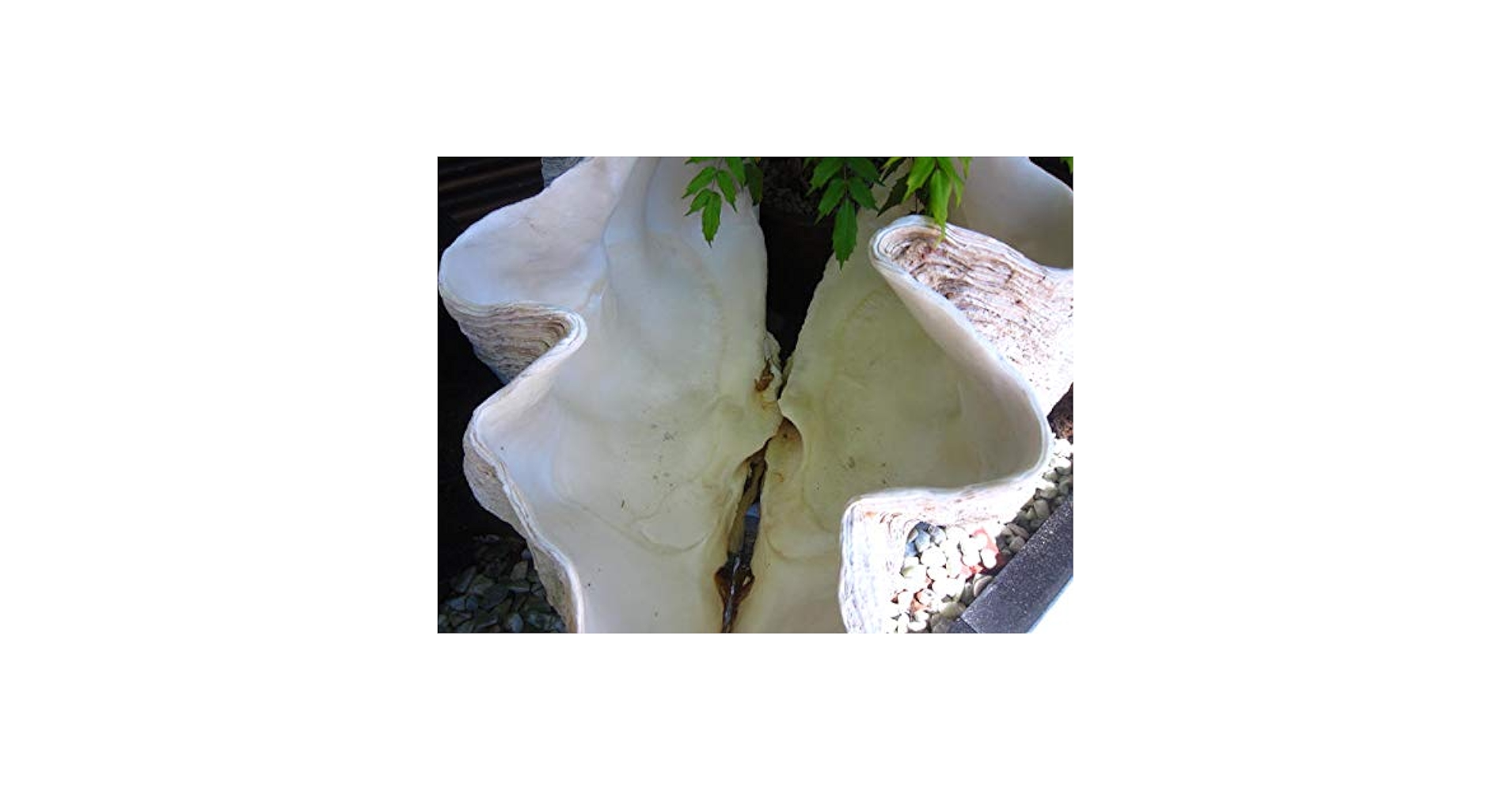 Amazon | 【貝殻の問屋さん】オオシャコガイ 約70㎏－車上渡し